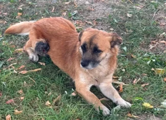 (FOTO) Un cățel cu o tumoră așteaptă o șansă la viață în Onești. Apel către medicii veterinari și oamenii cu suflet mare