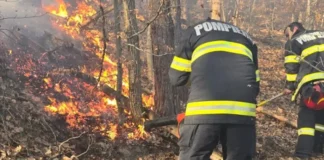 Incendiu în pădure la Ciobănuș, Asău, într-o zonă greu accesibilă. Focul s-a extins la litiera pădurii, cioate și arbori doborâți