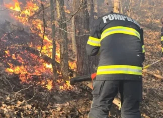 Incendiu în pădure la Ciobănuș, Asău, într-o zonă greu accesibilă. Focul s-a extins la litiera pădurii, cioate și arbori doborâți