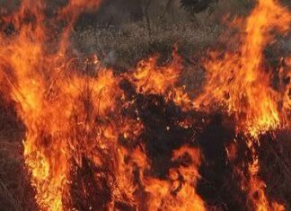 ULTIMA ORĂ: ALERTĂ în județul Bacău: Incendiu puternic într-o pădure din Dofteana. Primăria face apel public la cetățeni pentru a ajuta pompierii
