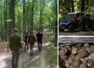 (FOTO) Doi bărbați, prinși de jandarmi la cules ilegal de trufe într-o pădure din apropiere de Onești. Foloseau câini special dresați