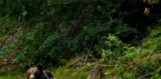 Alertă de urs într-o comună băcăuană: jandarmi, pompieri și autorități au intervenit pentru îndepărtarea animalului din apropierea zonei locuite