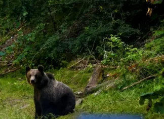 Alertă de urs într-o comună băcăuană: jandarmi, pompieri și autorități au intervenit pentru îndepărtarea animalului din apropierea zonei locuite