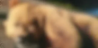 Scene de groază: un bărbat a fost atacat de un urs pe DN13A, după ce mașina în care se afla a lovit animalul