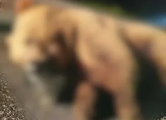 Scene de groază: un bărbat a fost atacat de un urs pe DN13A, după ce mașina în care se afla a lovit animalul