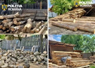 (FOTO) Lemnul din acte nu s-a potrivit cu cel din curte. Control cu surprize la un depozit din Dărmănești