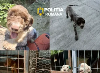 (FOTO) Poliția Animalelor Bacău, controale la câinii dresați pentru trufe. Zeci de sancțiuni