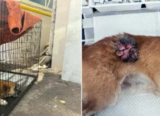(FOTO) Un câine neajutorat din Onești a primit o nouă șansă la viață. A fost operat de o tumoră, dar este nevoie în continuare de donații