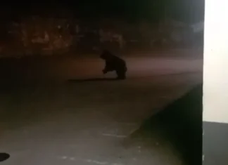 (VIDEO) Alertă de urs în Târgu Ocna: animalul, filmat în zona Salinei. Cum a reacționat când a fost luminat cu lanterna