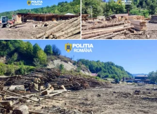 (FOTO) Operațiune împotriva ilegalităților silvice în județul Bacău: 175 de metri cubi de lemn, confiscați. Polițiștii au făcut trei percheziții