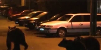 Alertă de urs în Comănești: o ursoaică și doi pui, semnalați la 112. Jandarmii au intervenit