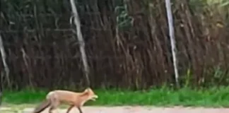 (VIDEO) Vulpe filmată plimbându-se prin Parcul Măgura din Târgu Ocna. Apariție spectaculoasă, dar și un posibil risc