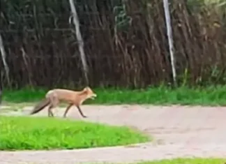 (VIDEO) Vulpe filmată plimbându-se prin Parcul Măgura din Târgu Ocna. Apariție spectaculoasă, dar și un posibil risc