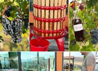(FOTO) Pentru prima dată, must alb și must roșu, din struguri de la Ferma Bogdănești. Prețul pe litru