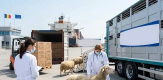 DSVSA Bacău: Planul pentru reluarea exporturilor de ovine și caprine, aprobat de Comisia Europeană