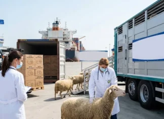 DSVSA Bacău: Planul pentru reluarea exporturilor de ovine și caprine, aprobat de Comisia Europeană