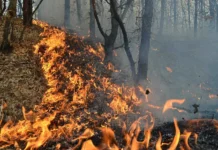 NEWS ALERT: Incendiu puternic izbucnit într-o pădure din Dofteana. Pompieri din Onești, Comănești, chemați în ajutorul voluntarilor de la SVSU Dofteana