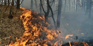 NEWS ALERT: Incendiu puternic izbucnit într-o pădure din Dofteana. Pompieri din Onești, Comănești, chemați în ajutorul voluntarilor de la SVSU Dofteana