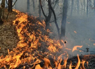 NEWS ALERT: Incendiu puternic izbucnit într-o pădure din Dofteana. Pompieri din Onești, Comănești, chemați în ajutorul voluntarilor de la SVSU Dofteana
