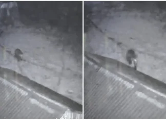 (VIDEO) Un urs a intrat într-o curte din Buhuși, luni dimineață. Animalul a fost surprins de camere