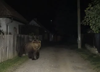 Un nou incident cu urși în județul Bacău: Alertă RO-Alert emisă la Târgu Ocna