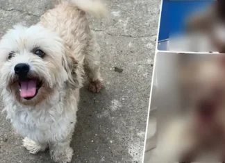 (FOTO) Caz revoltător în județul Bacău: Un cățel de talie mică a fost găsit mutilat într-o comună. „Dorim să se stabilească cine este responsabil”