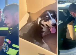 Polițiști din Bacău, salvatori pentru un câine lovit de mașină pe DN 12A în Dărmănești