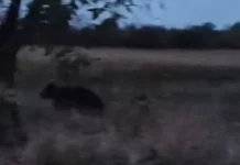 (VIDEO) Alertă de urs într-o comună din județul Bacău: animalul a fost filmat cum aleargă pe câmp, în apropierea caselor