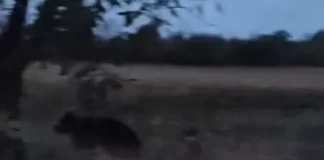 (VIDEO) Alertă de urs într-o comună din județul Bacău: animalul a fost filmat cum aleargă pe câmp, în apropierea caselor