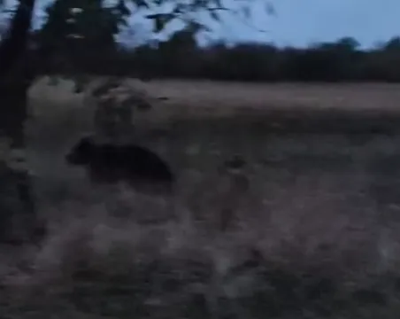 Alertă în comuna Răcăciuni! Un urs a fost filmat pe stradă, în zona Berendești: S-a dat mesaj Ro-Alert