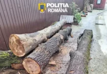 (FOTO) Hoți de lemne prinși de polițiștii din Dărmănești după ce au păgubit Ocolul Silvic