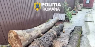(FOTO) Hoți de lemne prinși de polițiștii din Dărmănești după ce au păgubit Ocolul Silvic