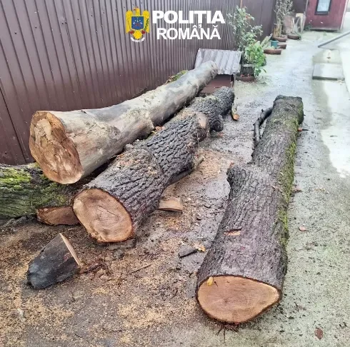 (FOTO) Hoți de lemne prinși de polițiștii din Dărmănești după ce au păgubit Ocolul Silvic