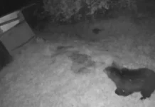 (VIDEO) Alertă la Buhuși: Un urs a fost filmat în apropierea caselor de lângă pădurea Runc