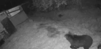 (VIDEO) Alertă la Buhuși: Un urs a fost filmat în apropierea caselor de lângă pădurea Runc