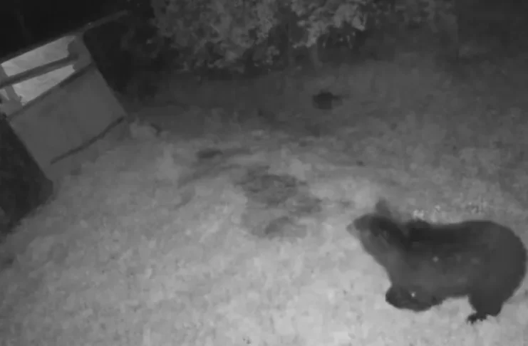 (VIDEO) Alertă la Buhuși: Un urs a fost filmat în apropierea caselor de lângă pădurea Runc