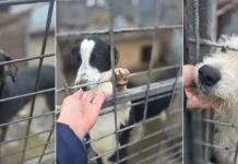 (FOTO) Sute de câini fără stăpân își caută o familie la Onești. Unde pot fi văzuți și adoptați