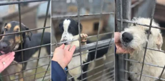 (FOTO) Sute de câini fără stăpân își caută o familie la Onești. Unde pot fi văzuți și adoptați