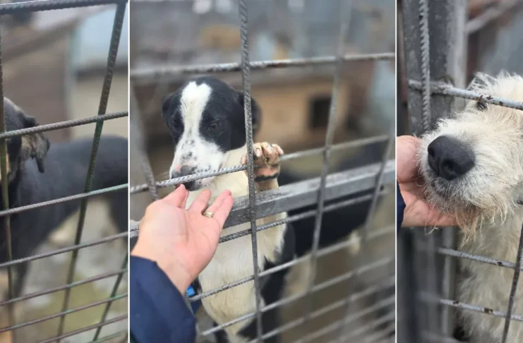 (FOTO) Sute de câini fără stăpân își caută o familie la Onești. Unde pot fi văzuți și adoptați