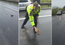 (VIDEO) Gest frumos al unor polițiști din Onești. S-au întors din drum pentru a îndepărta pietrele căzute pe DN11