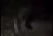 (VIDEO) Alertă de urs în Bârsănești: Animalul a fost semnalat pe raza comunei