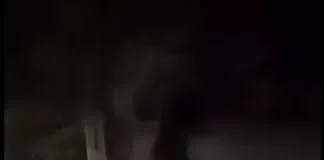 (VIDEO) Alertă de urs în Bârsănești: Animalul a fost semnalat pe raza comunei