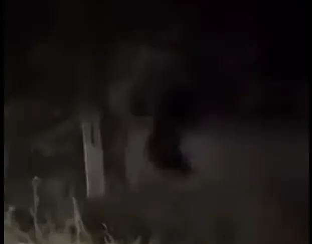 (VIDEO) Alertă de urs în Bârsănești: Animalul a fost semnalat pe raza comunei