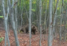 (FOTO) Urși fotografiați lângă Onești. Mesajul Ocolului Silvic Livezi și valul de reacții al oamenilor