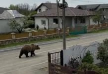 Femeie atacată de urs în timp ce își ducea copilul la școală. Animalul fusese semnalat autorităților și era căutat de oameni