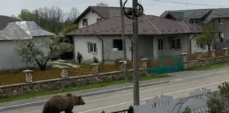 Femeie atacată de urs în timp ce își ducea copilul la școală. Animalul fusese semnalat autorităților și era căutat de oameni