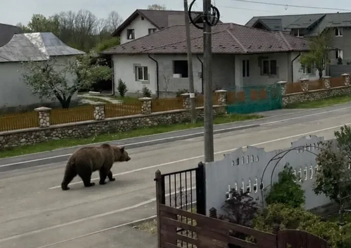 Femeie atacată de urs în timp ce își ducea copilul la școală. Animalul fusese semnalat autorităților și era căutat de oameni