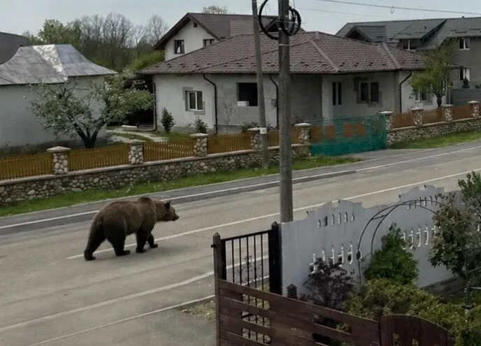 urs strada ziua-convertită-de-la-jpg
